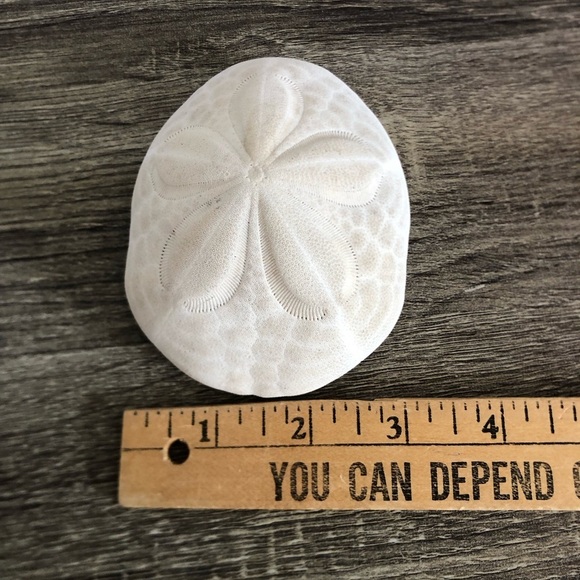Large White Coastal Sand Dollar - Picture 6 of 9